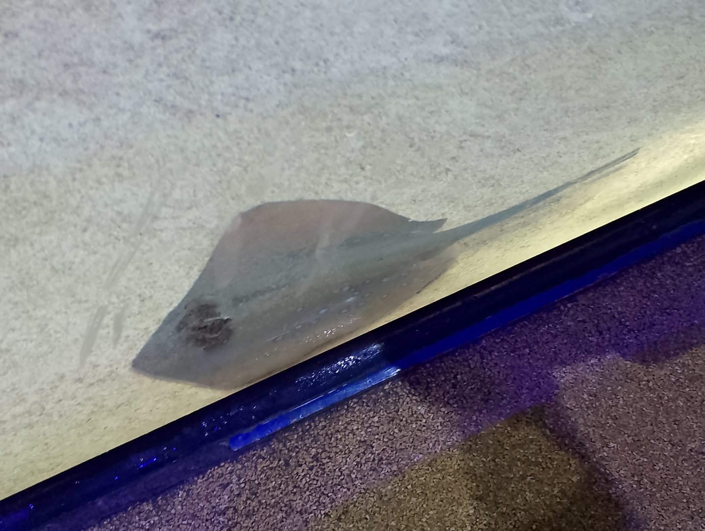 Common stingray