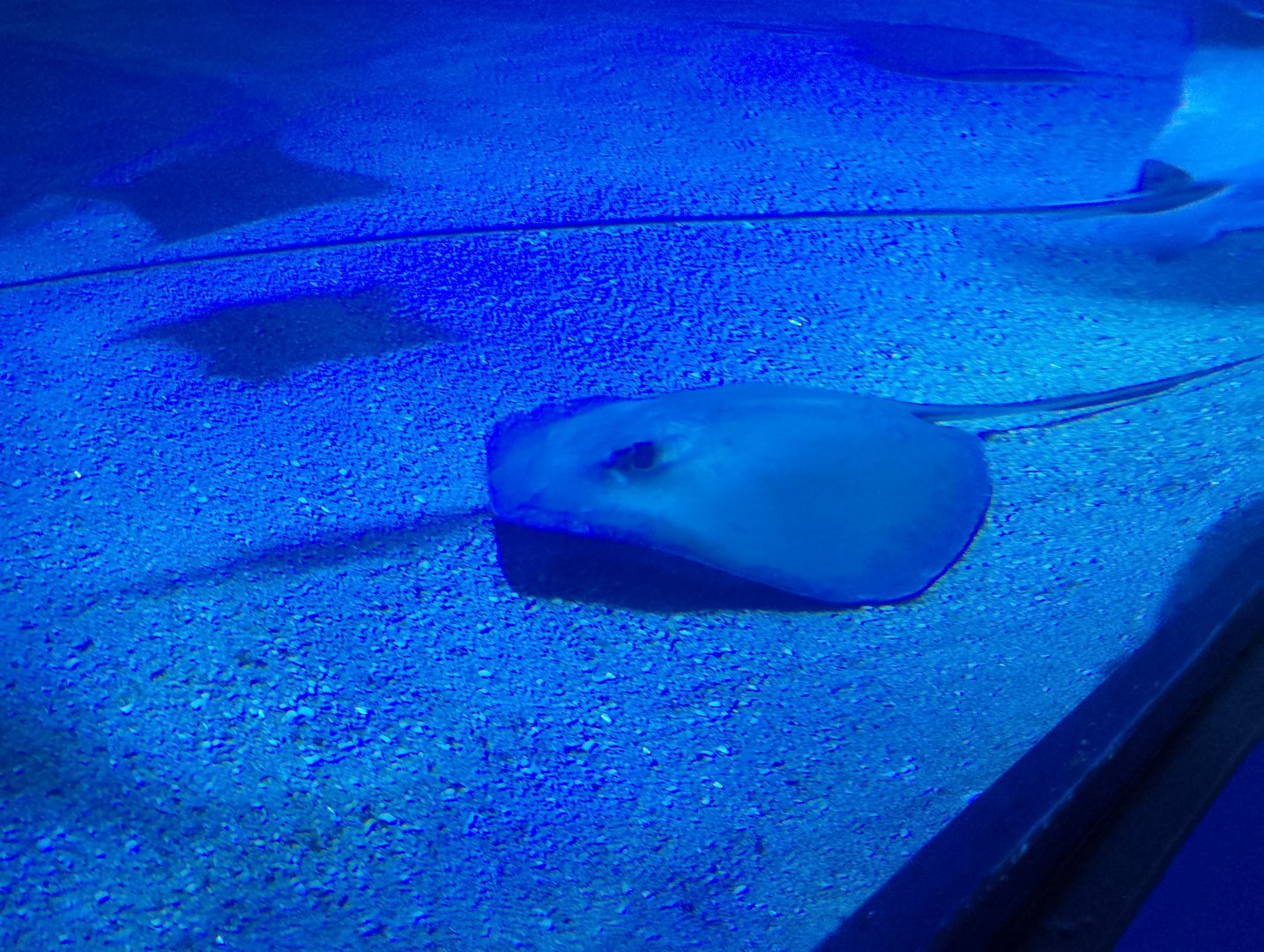 Common stingray