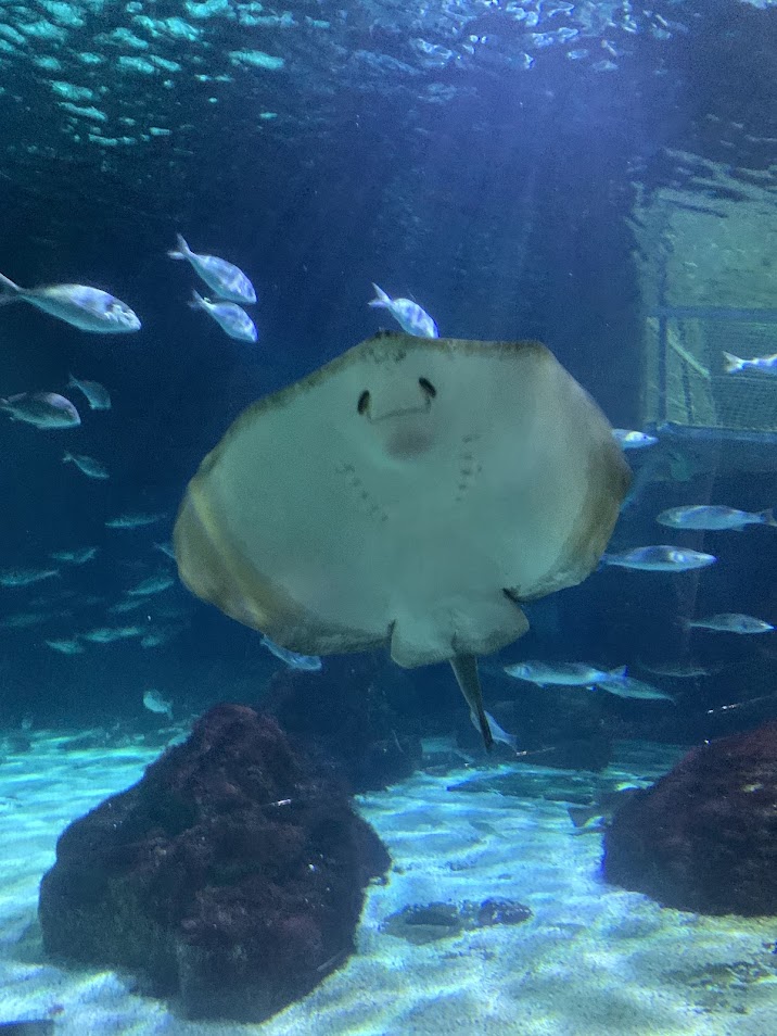 Common stingray