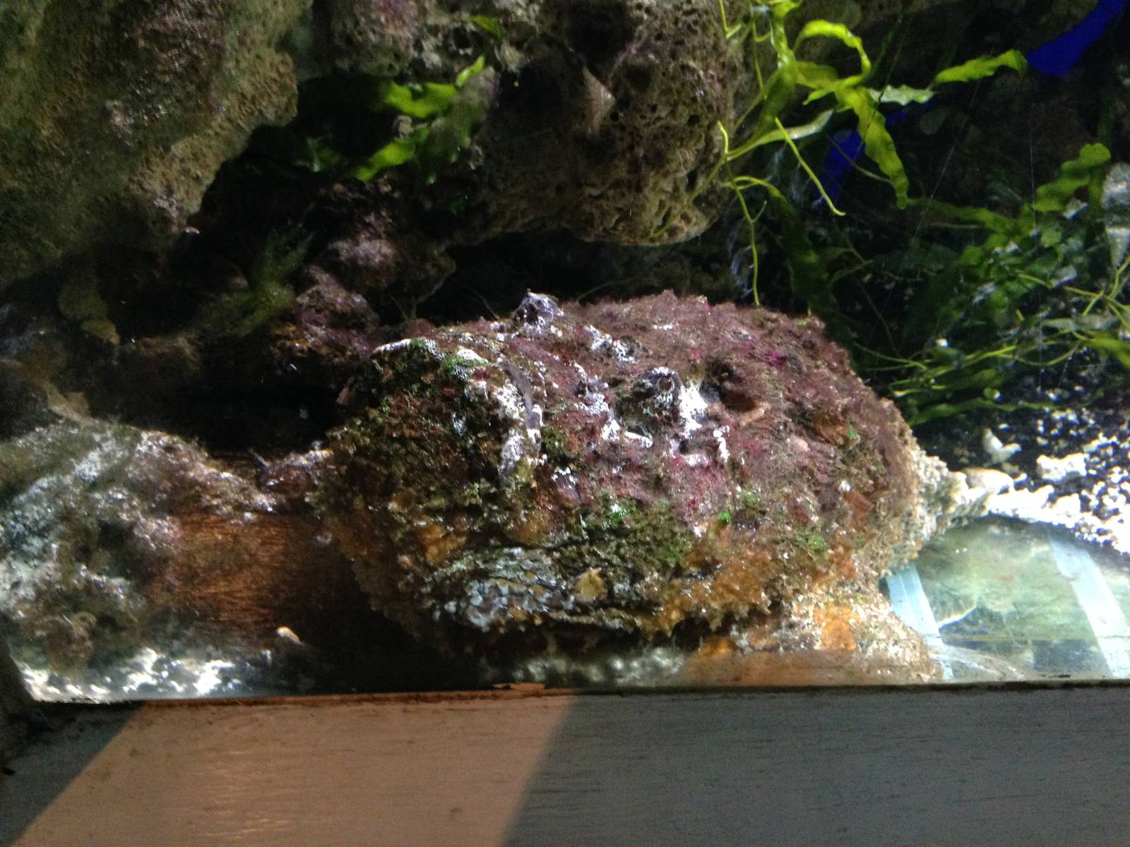 Common Stonefish at Blue Planet Aquarium - 05/10/2013