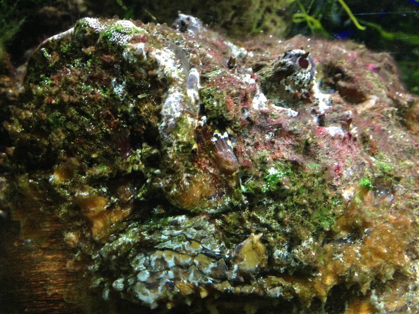 Common Stonefish at Blue Planet Aquarium - 05/10/2013