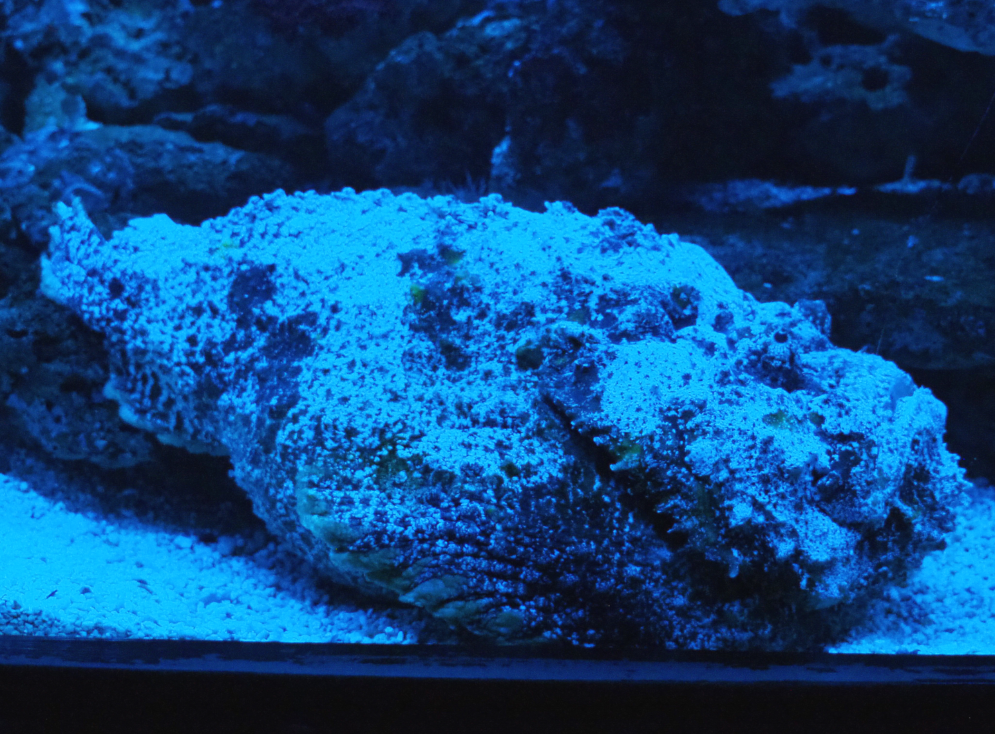 Common stonefish (Synanceia verrucosa), 2019-10-05