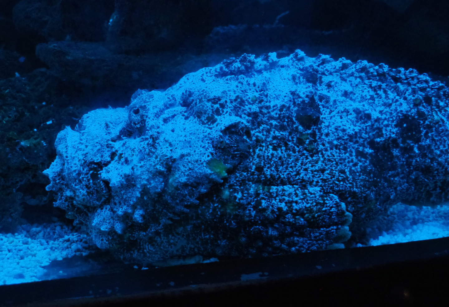 Common stonefish (Synanceia verrucosa), 2020-09-03