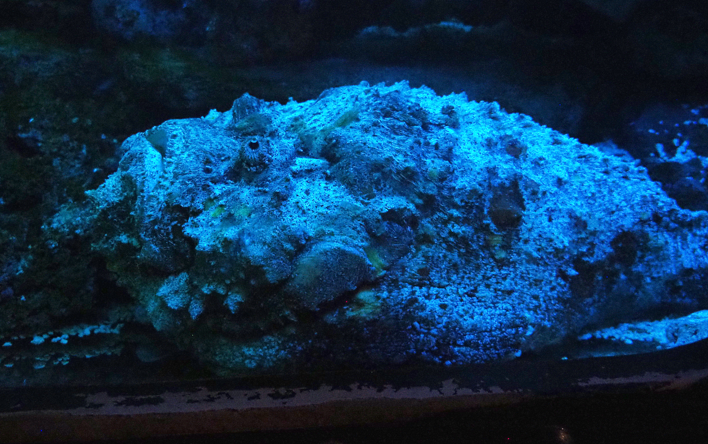 Common stonefish (Synanceia verrucosa), 2022-09-14