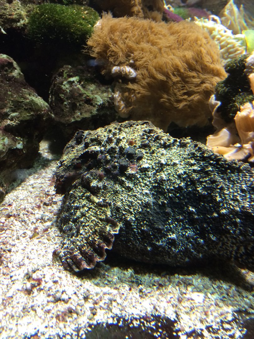 Common stonefish - Synanceia verrucosa