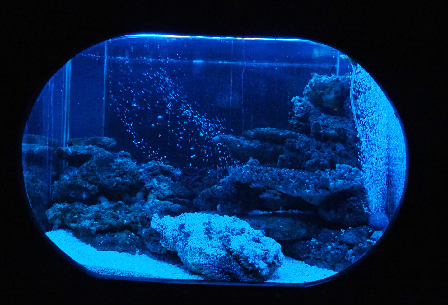Common stonefish tank, 2019-10-05
