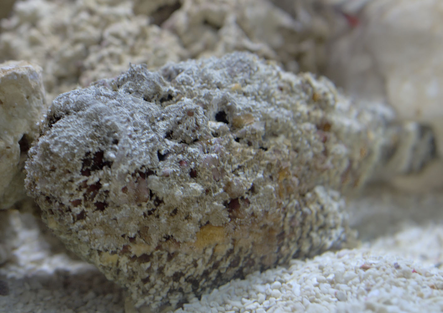 Common stonefish