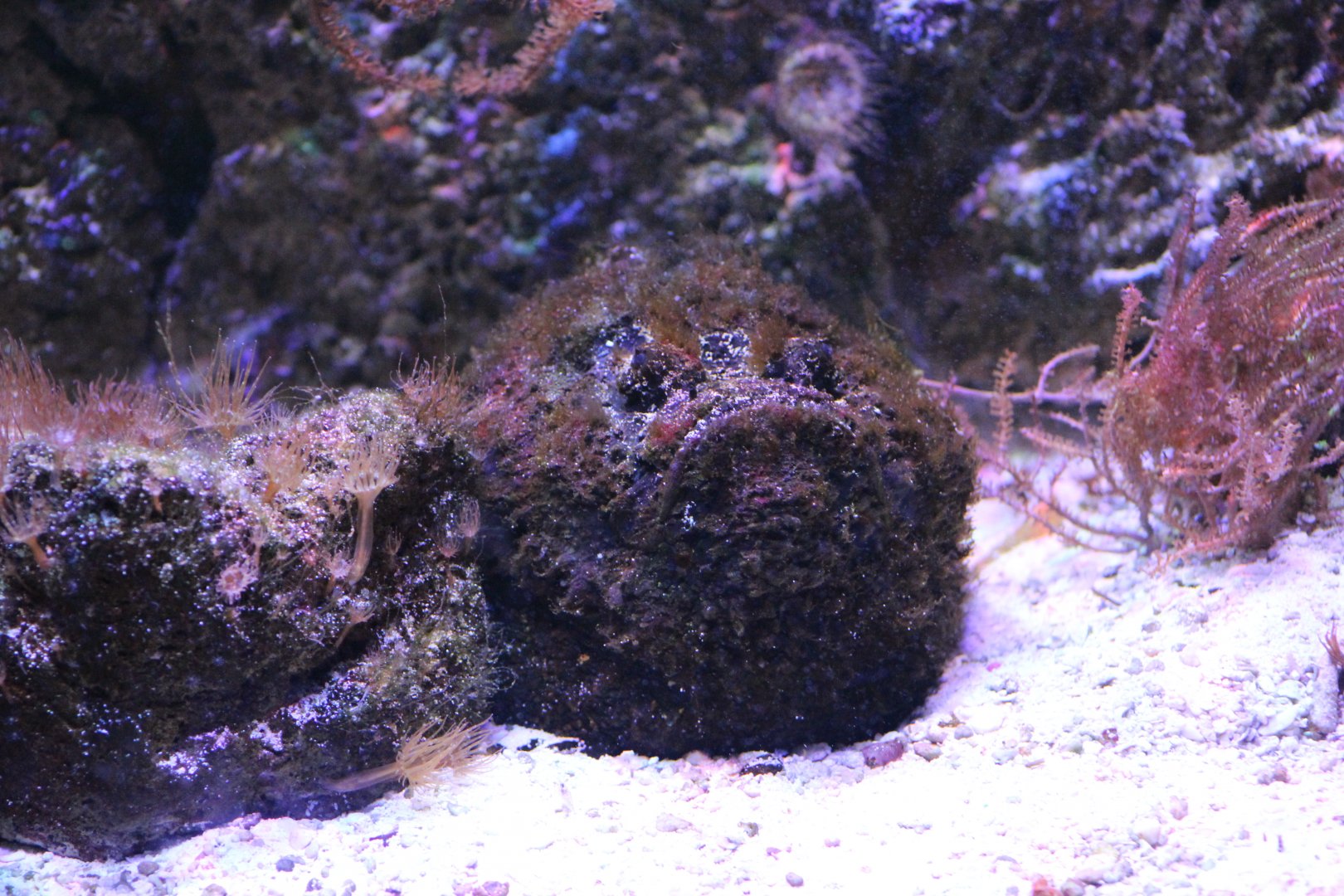 Common Stonefish