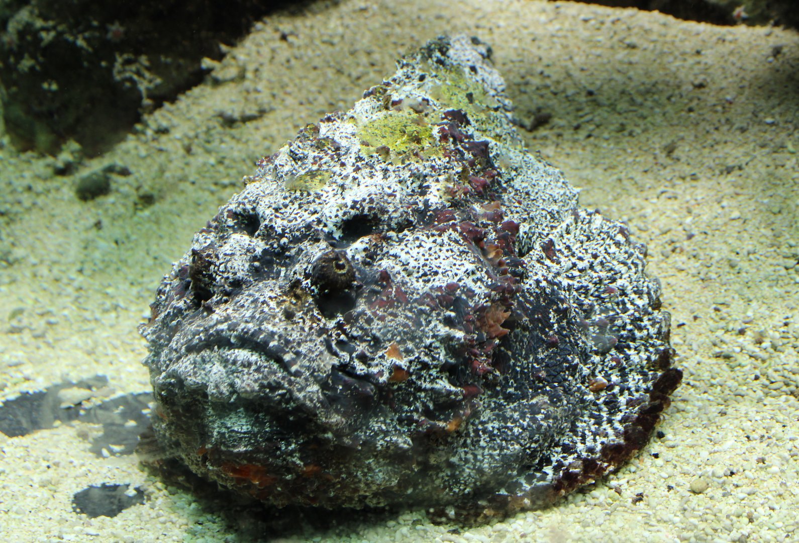 Common stonefish