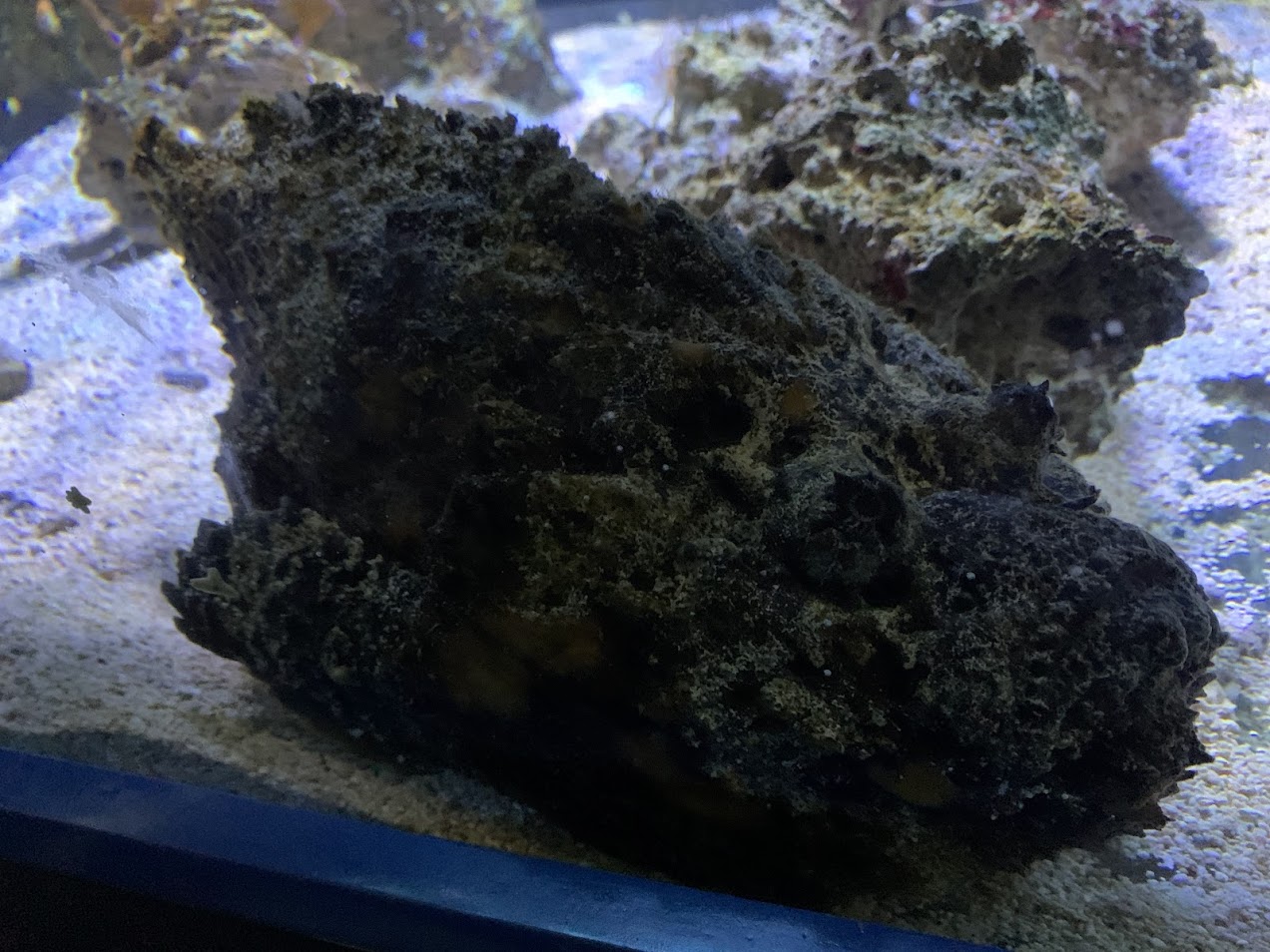 Common stonefish