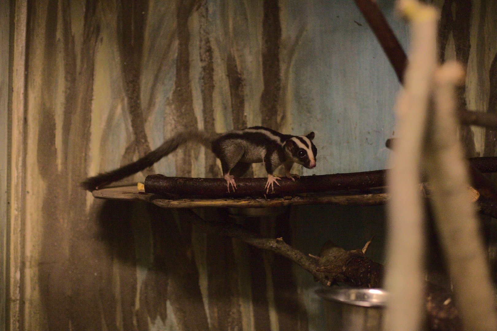 Common striped possum (Dactylopsila trivirgata)