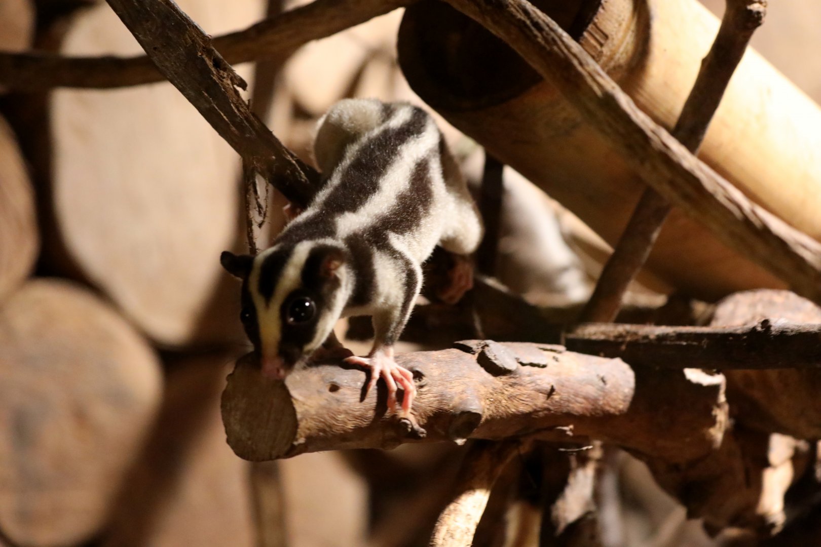 common striped possum (Dactylopsila trivirgata)