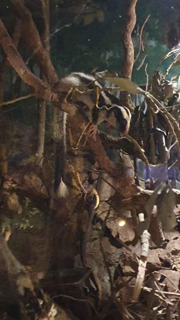 Common Striped Possum (Dactylopsila trivirgata)