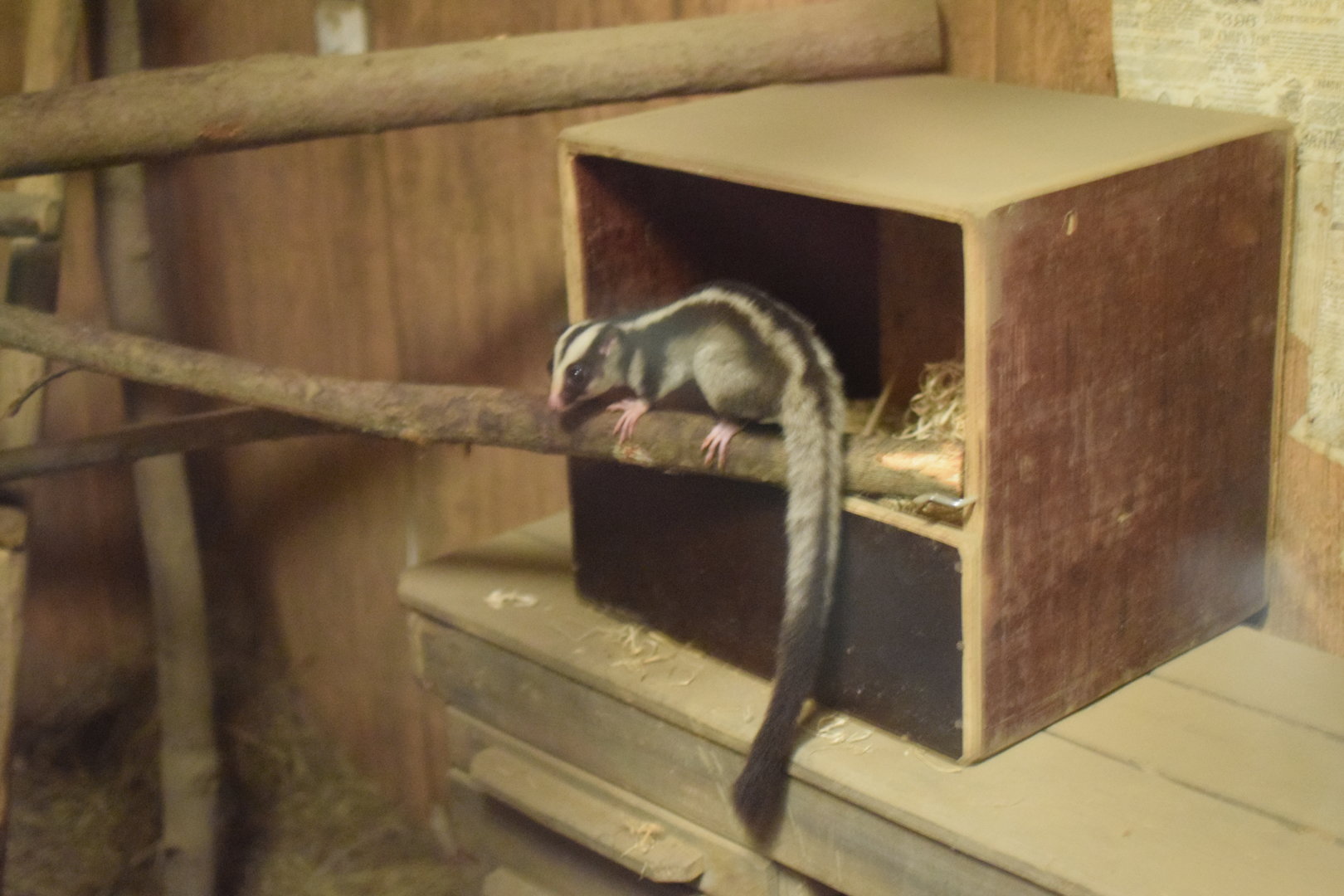Common striped possum - March 2019