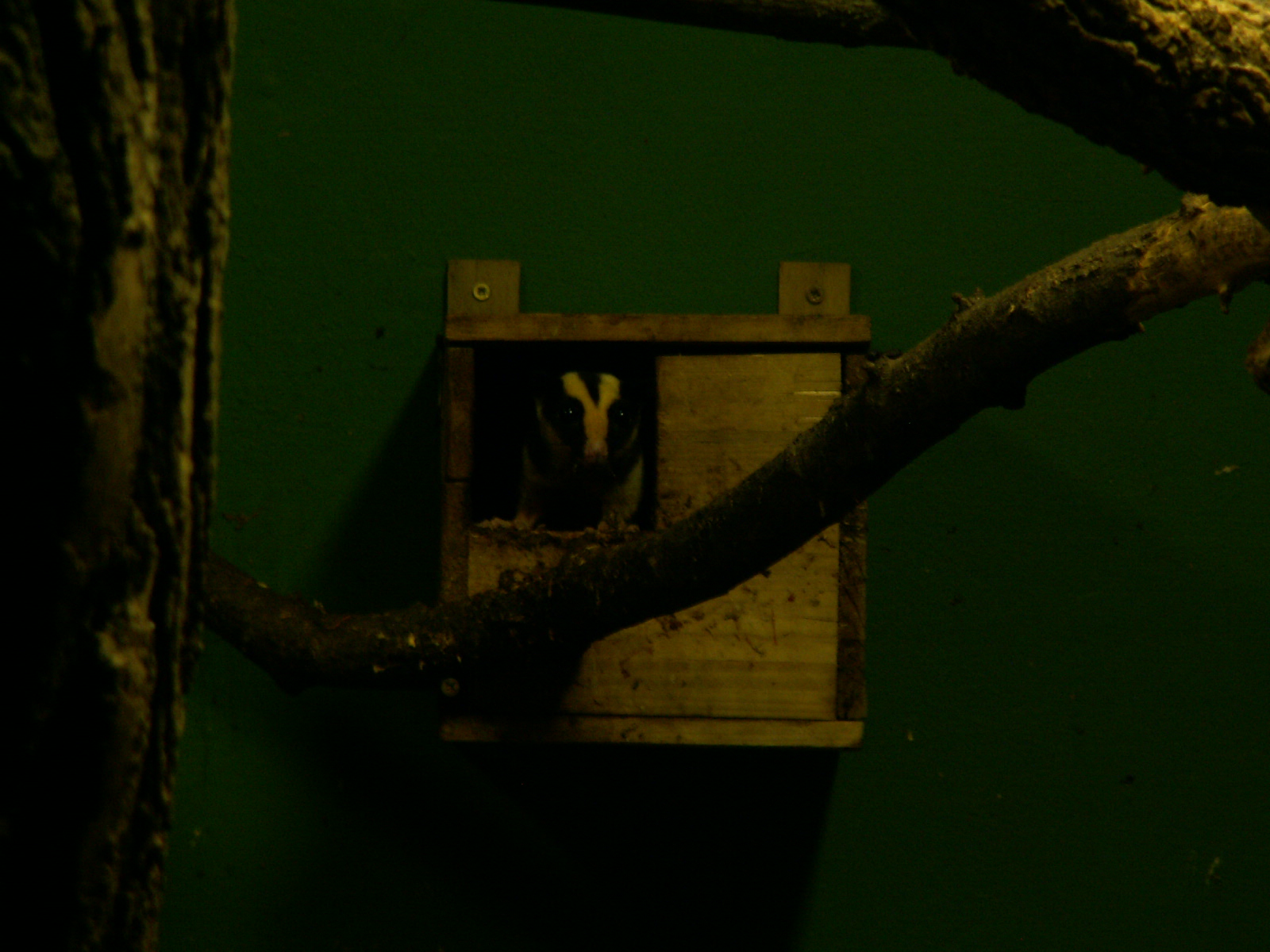 Common striped possum