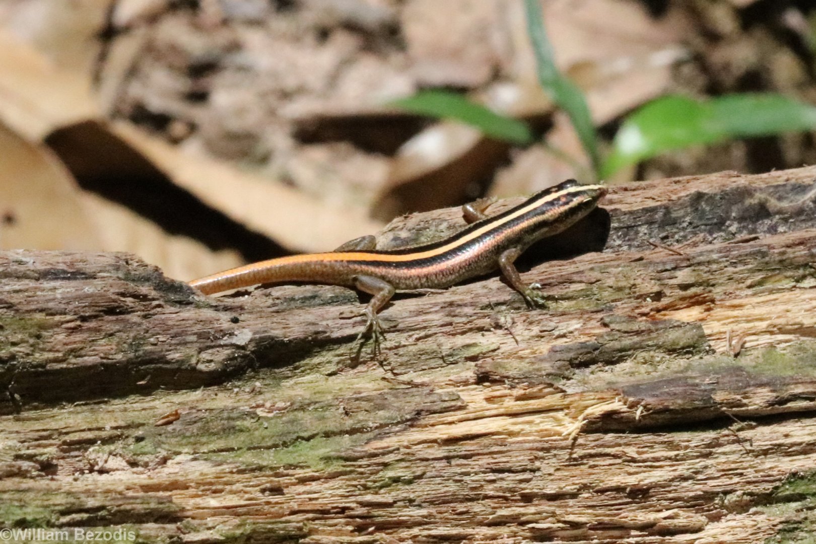 Common Striped Skink (Lipinia) - Khao Yai National Park