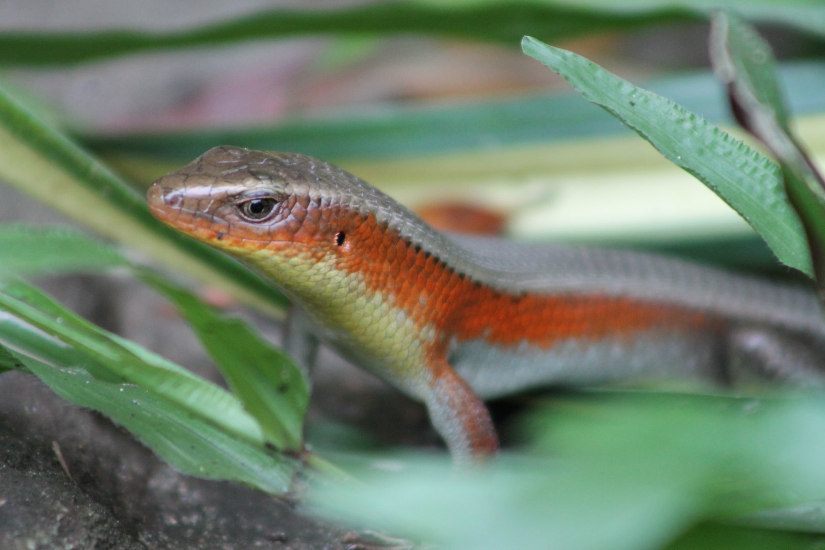 Common Sun Skink (Eutropis multifasciata)