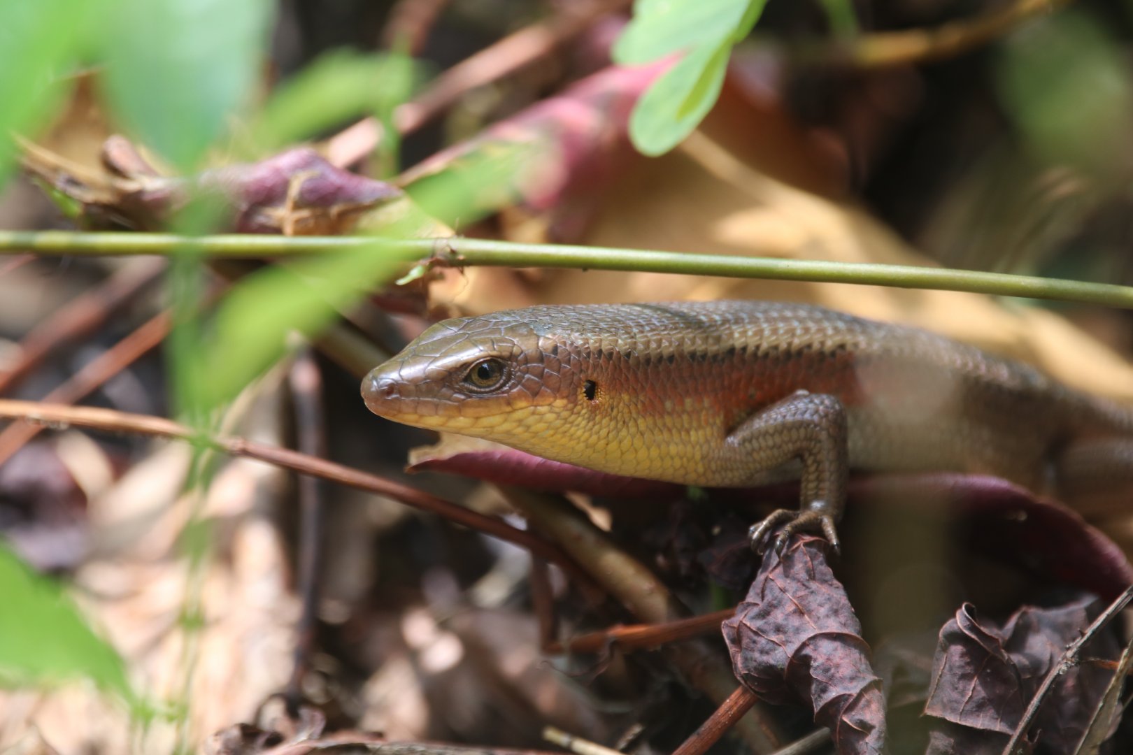 Common sun skink (Koh Kood)