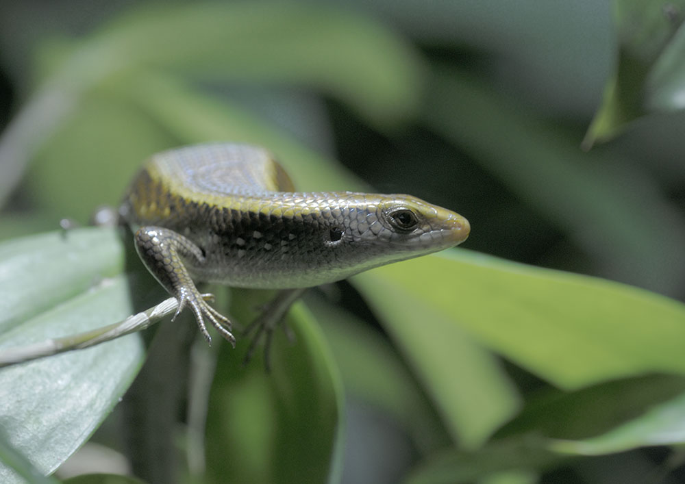 Common sun skink