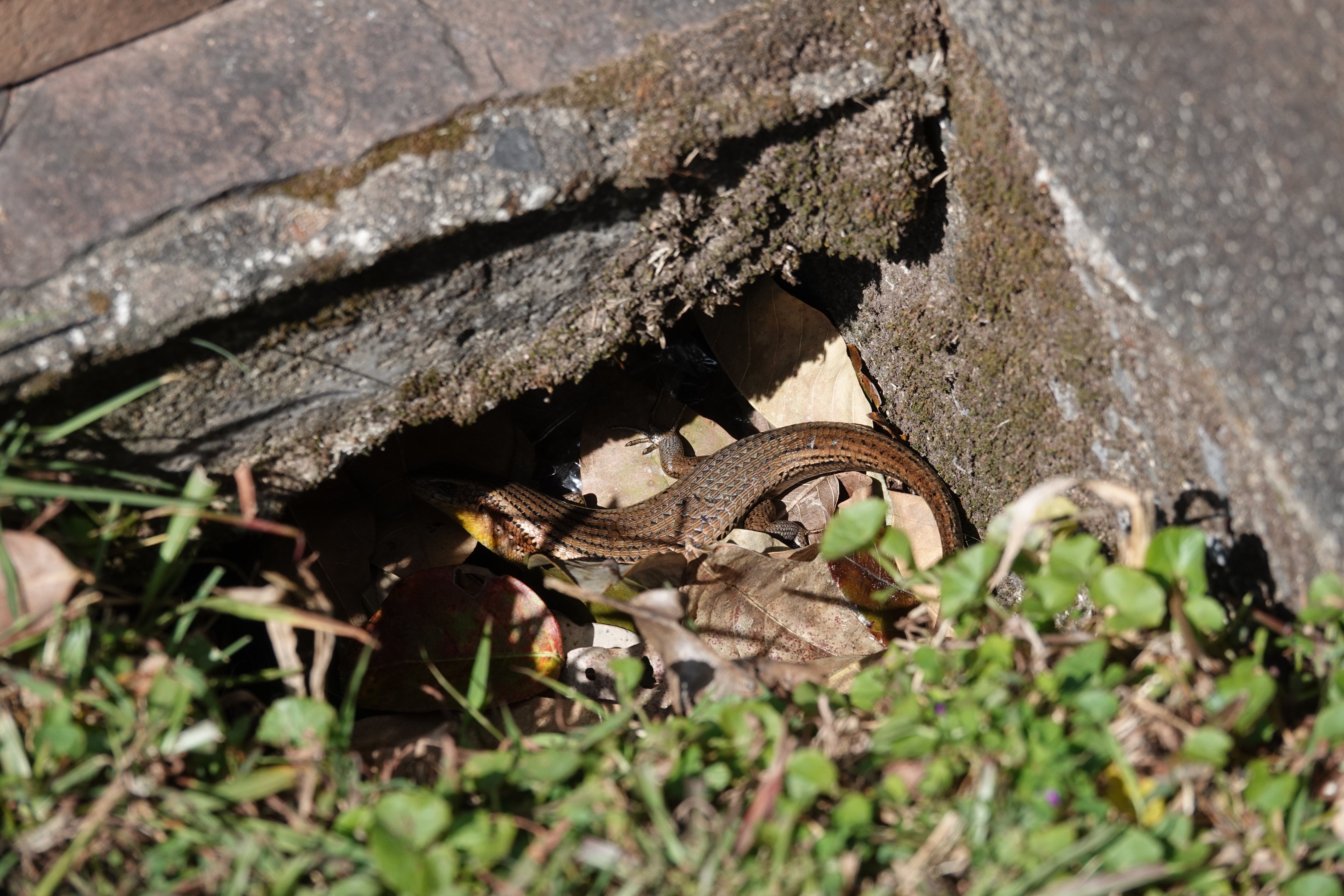 Common Sun Skink