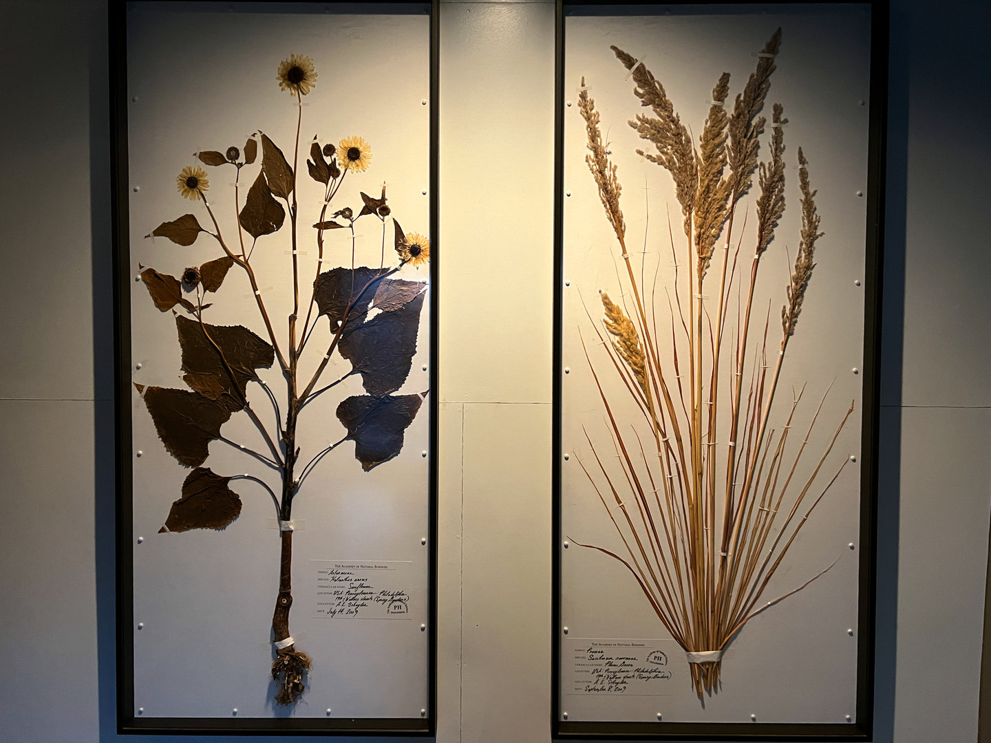 Common Sunflower & Plume Grass