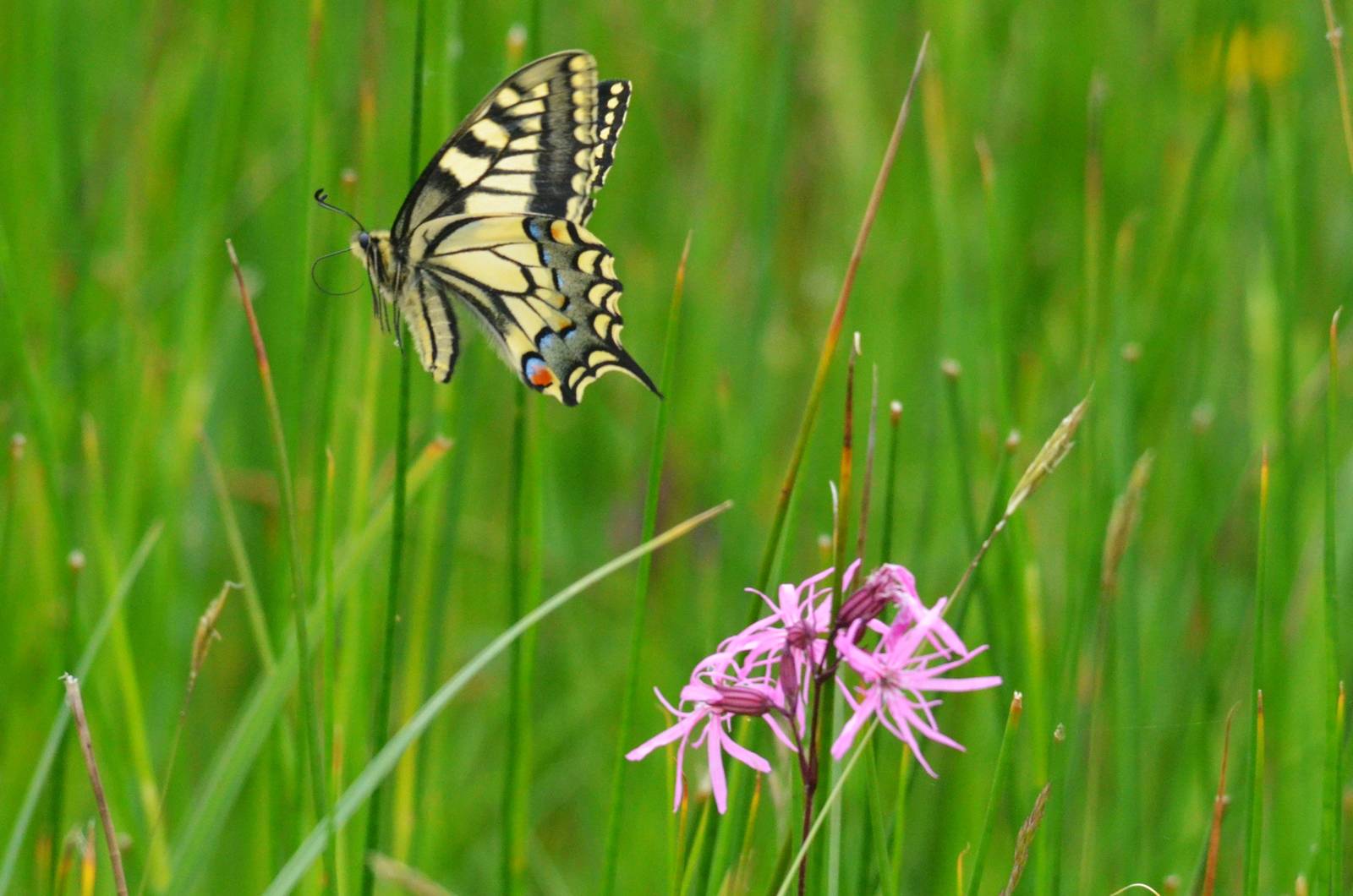 Common Swallowtail, Strumpshaw Fen, 10/06/16