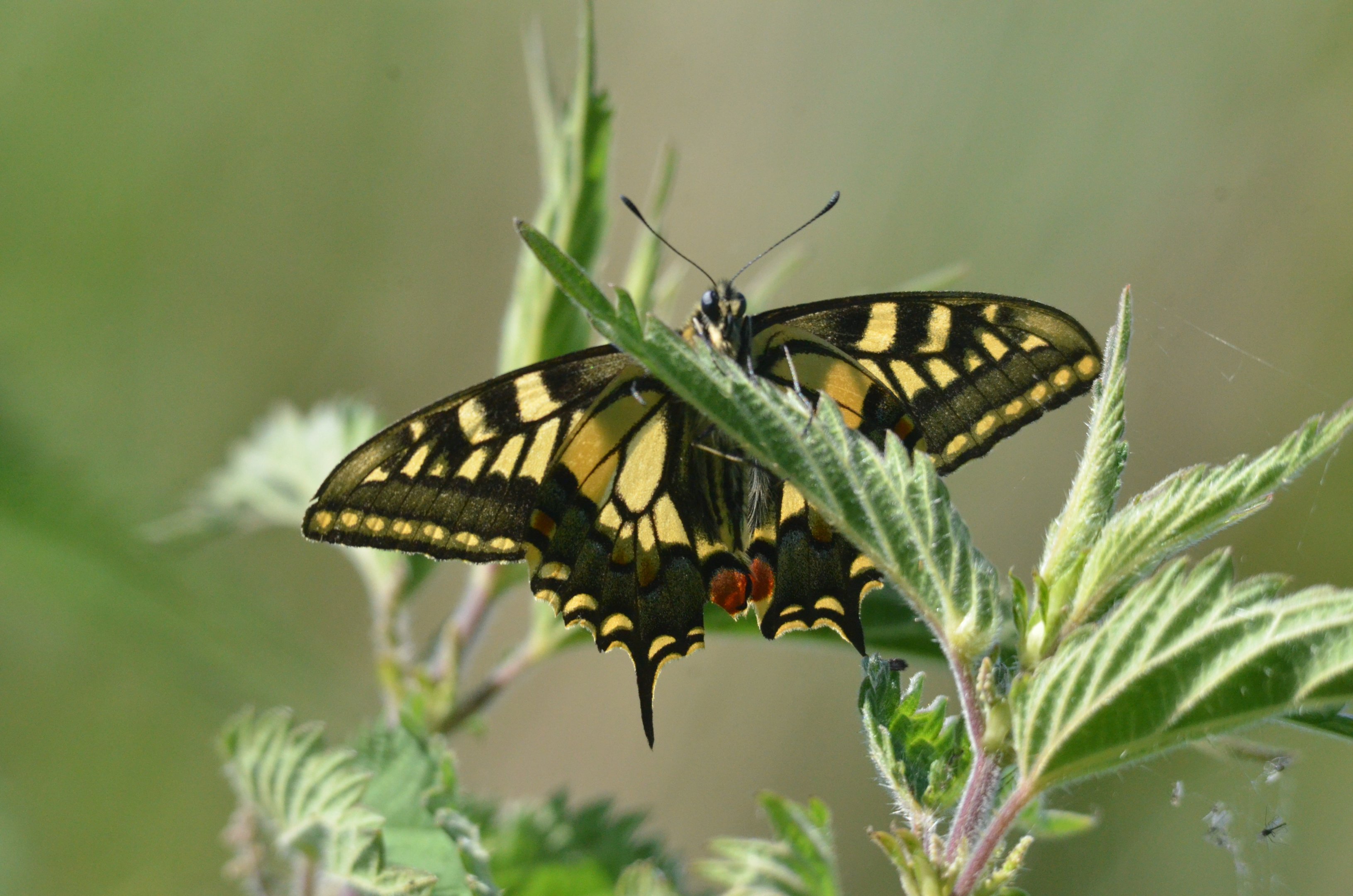 Common Swallowtail, Strumpshaw Fen, 10/06/17