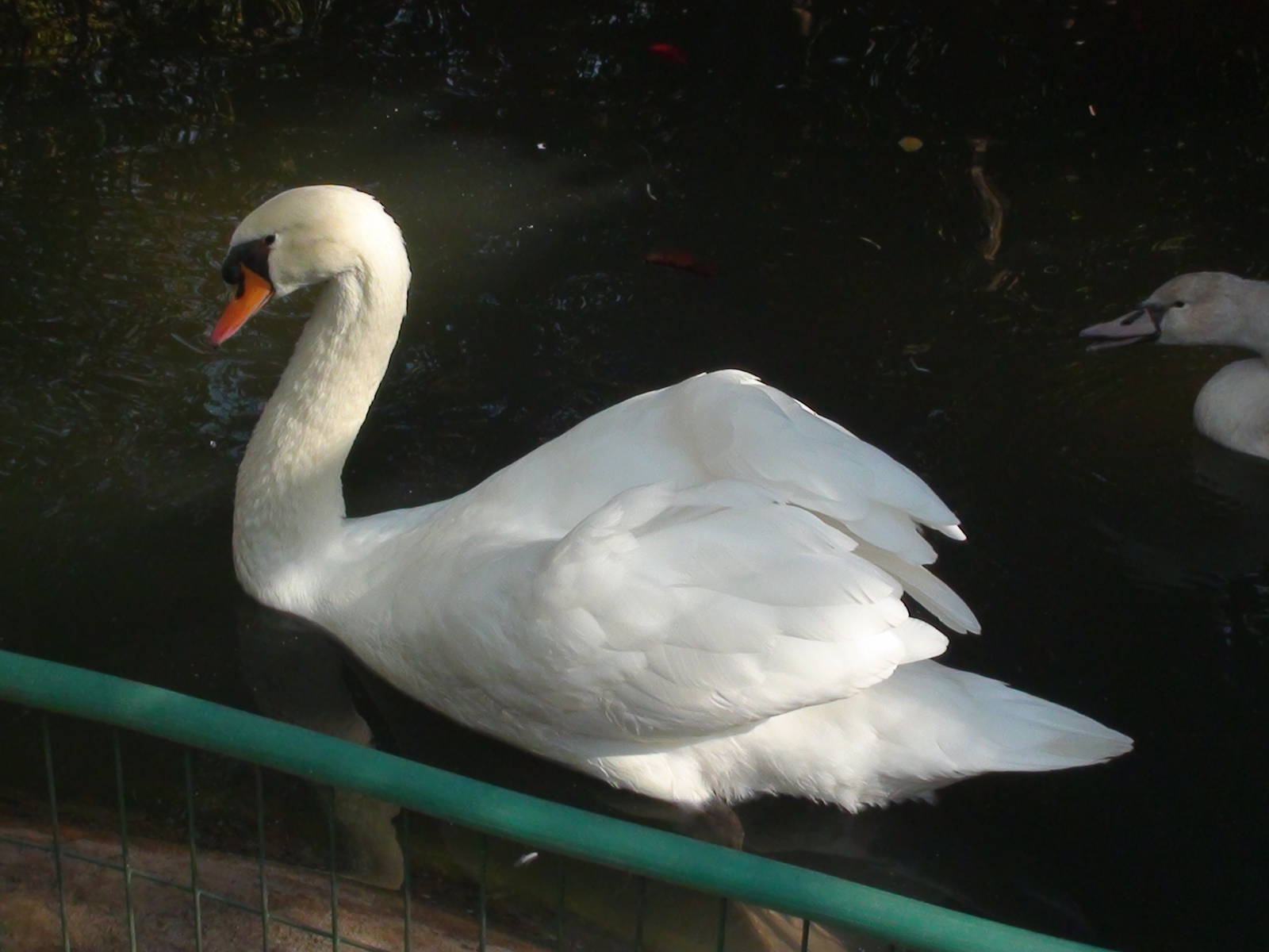 Common Swan