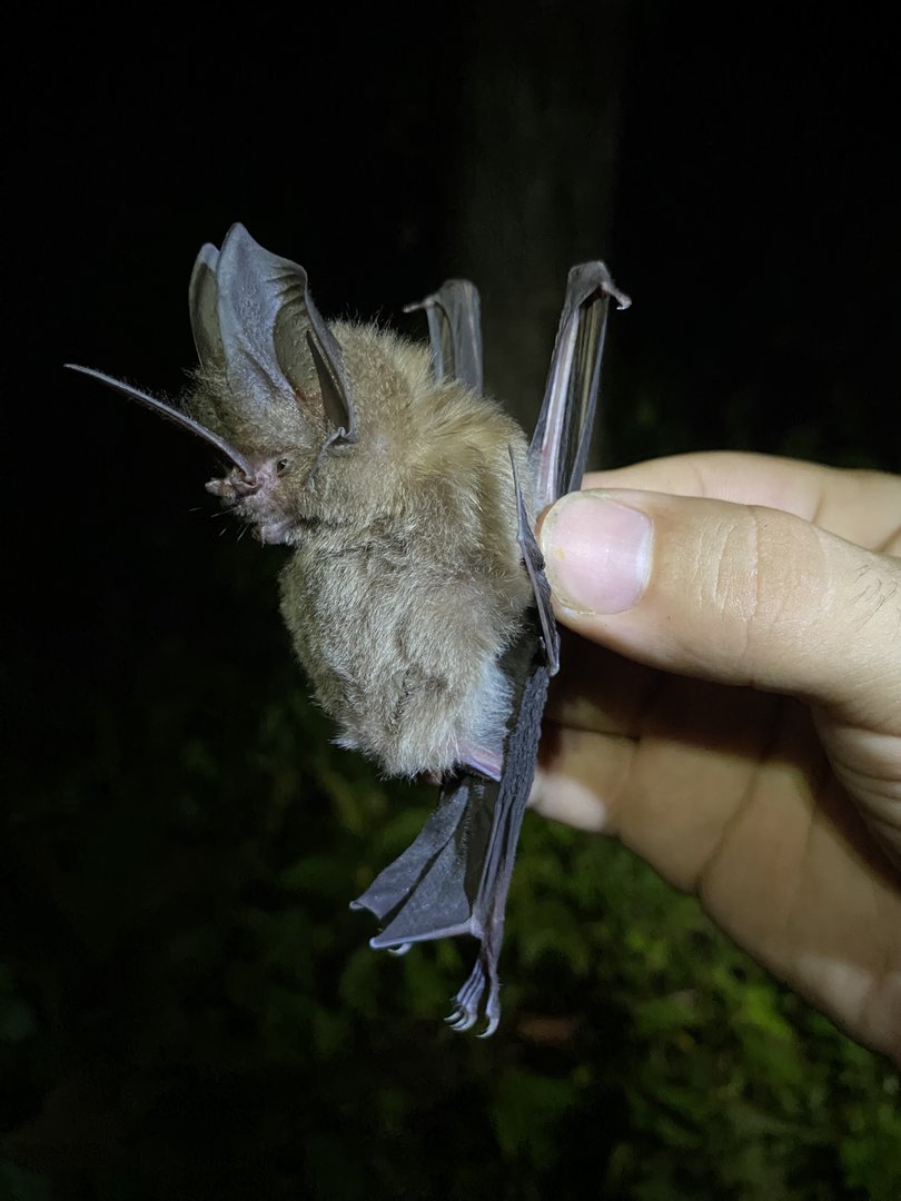 Common Sword-nosed Bat (Lonchorhina aurita)