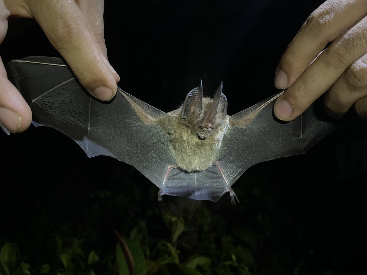 Common Sword-nosed Bat (Lonchorhina aurita)
