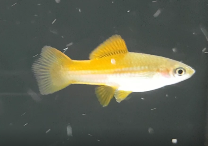 Common swordtail - Xiphophorus helleri