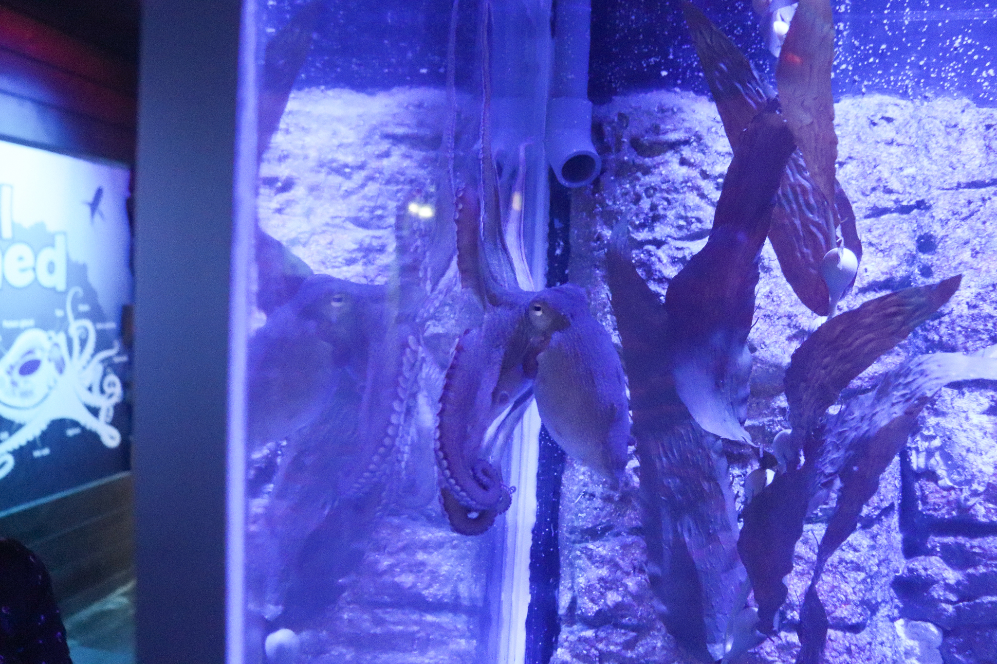 Common Sydney Octopus (Octopus tetricus)