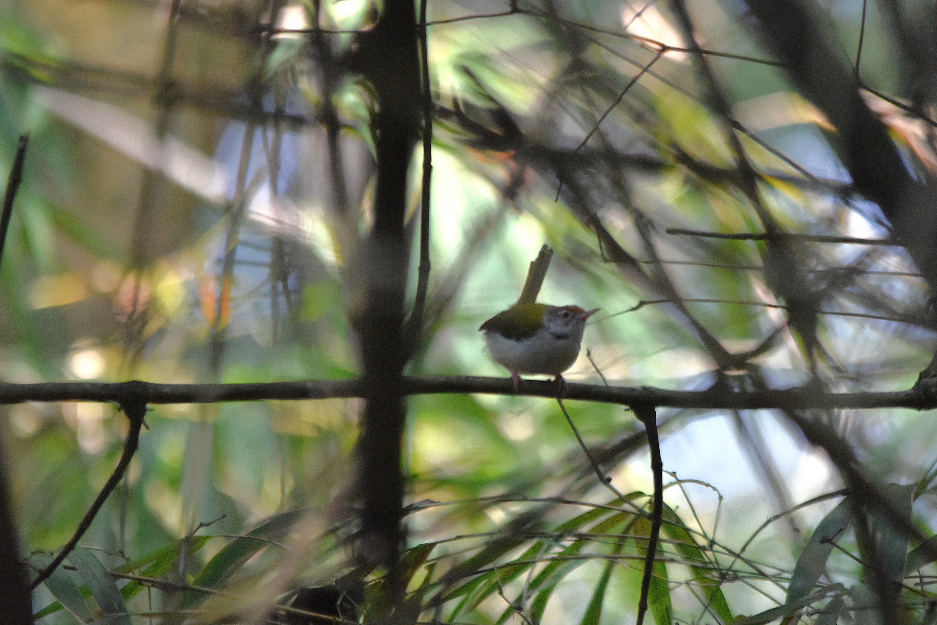 Common Tailorbird, Kabini River Lodge, 18th November 2024