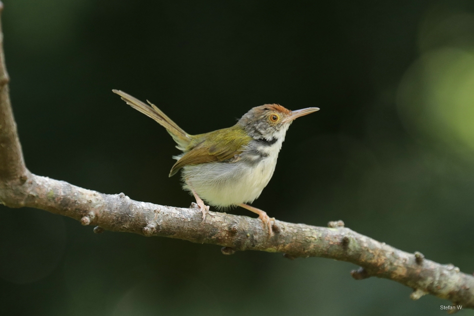 Common Tailorbird (Orthotomus sutorius maculicollis)