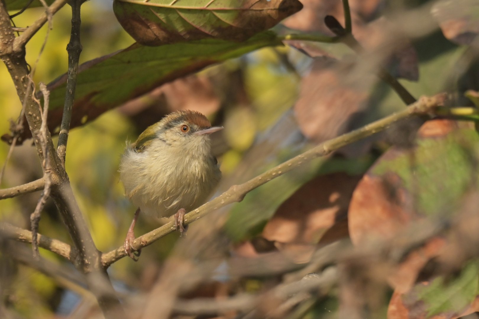 Common Tailorbird Orthotomus sutorius