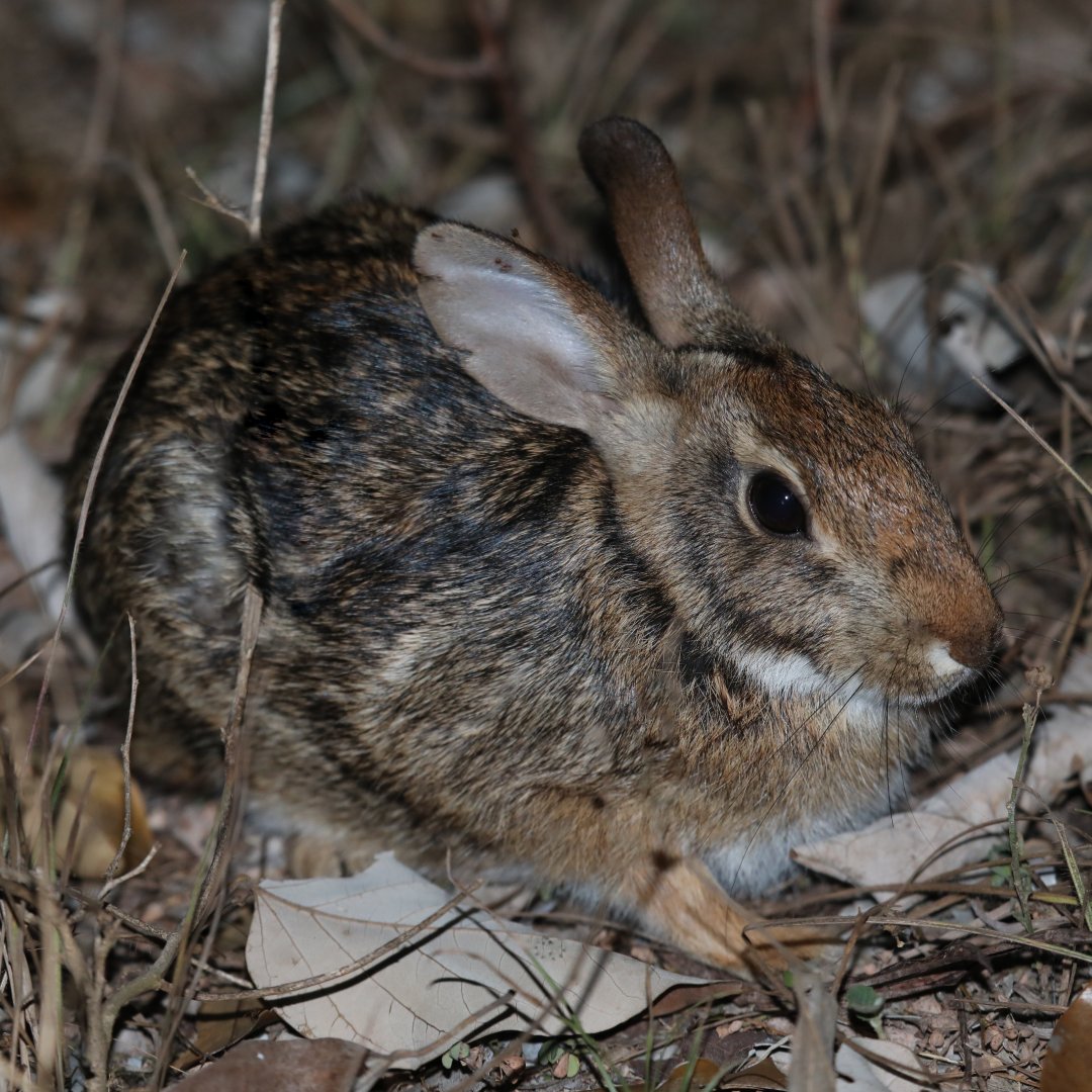 common tapeti (Sylvilagus brasiliensis)