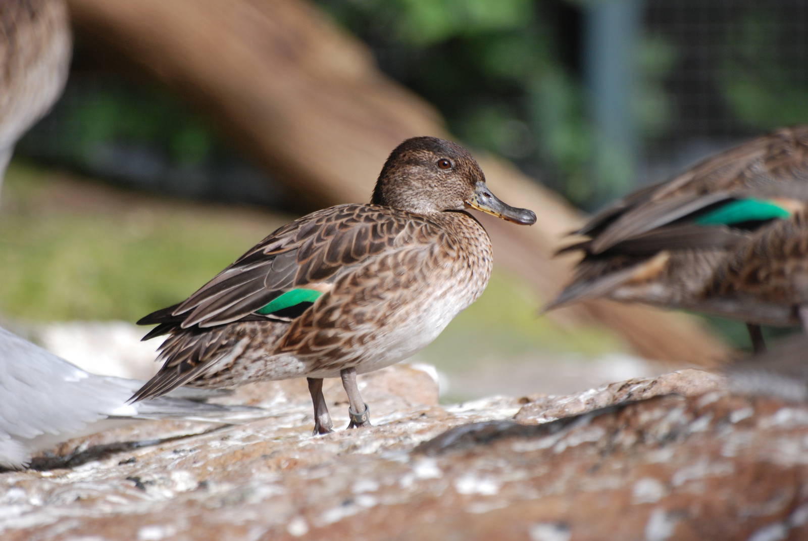 Common Teal at Berlin Zoo, 31/08/11