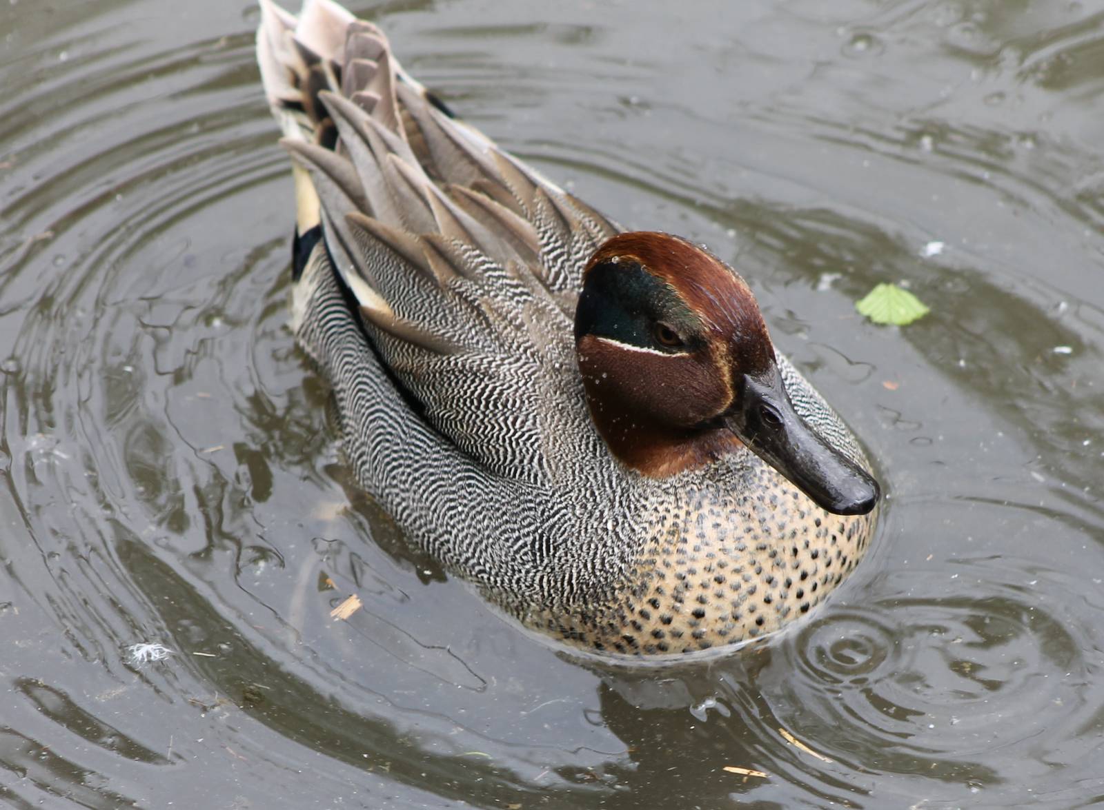 Common teal