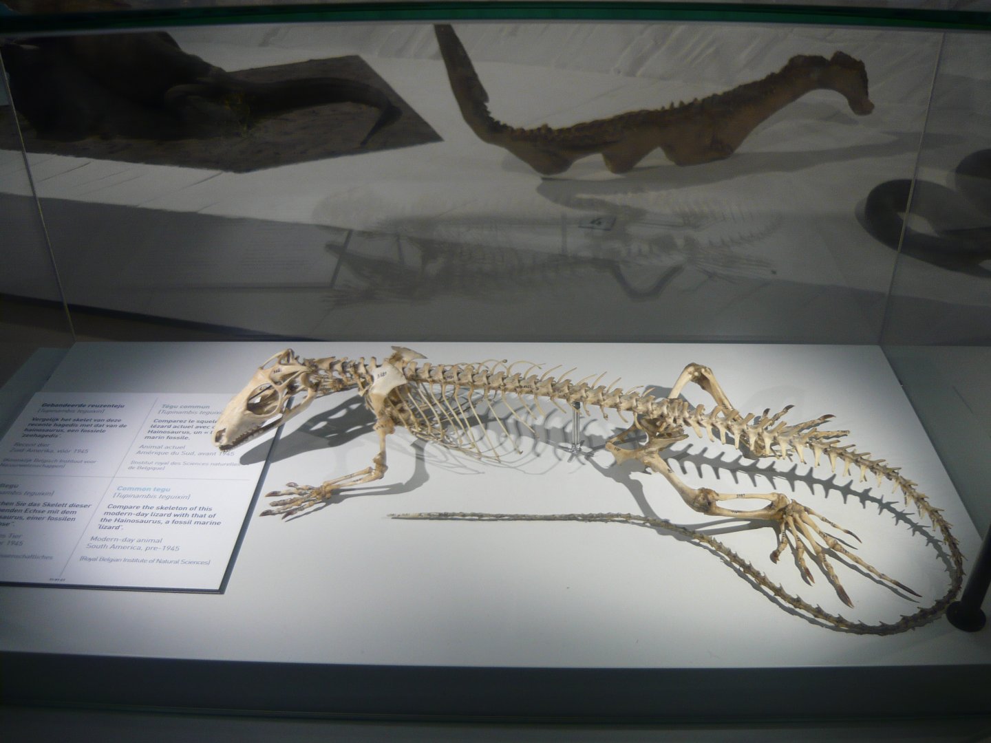 Common tegu skeleton