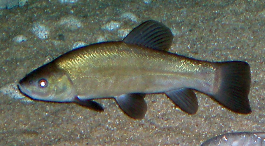Common Tench (Tinca tinca)