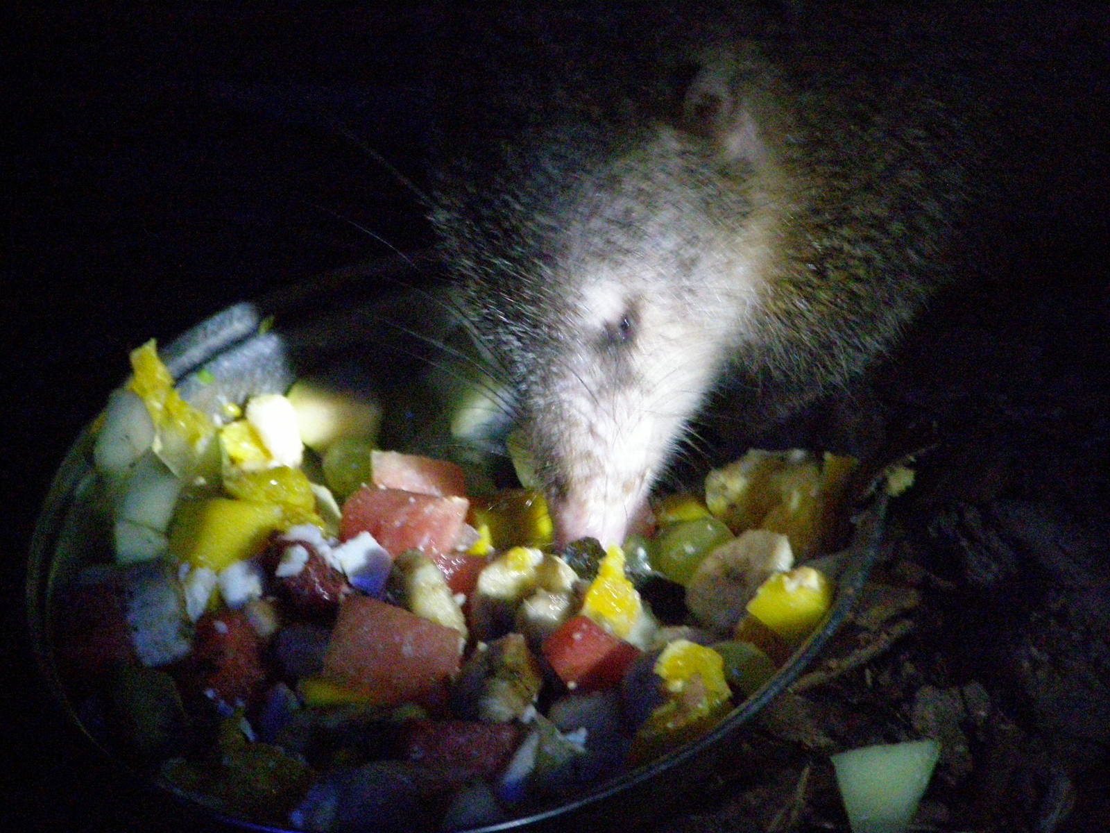common tenrec (Tenrec ecaudatus)