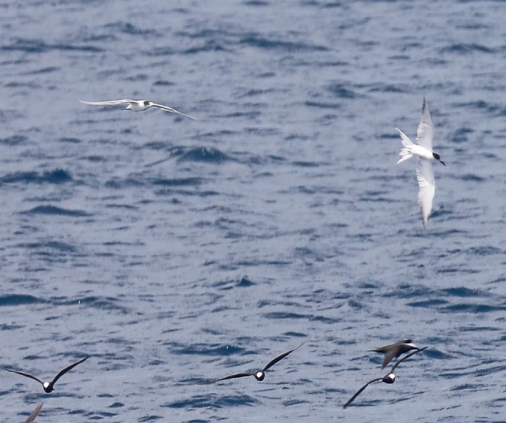 Common Tern & Black Noddies