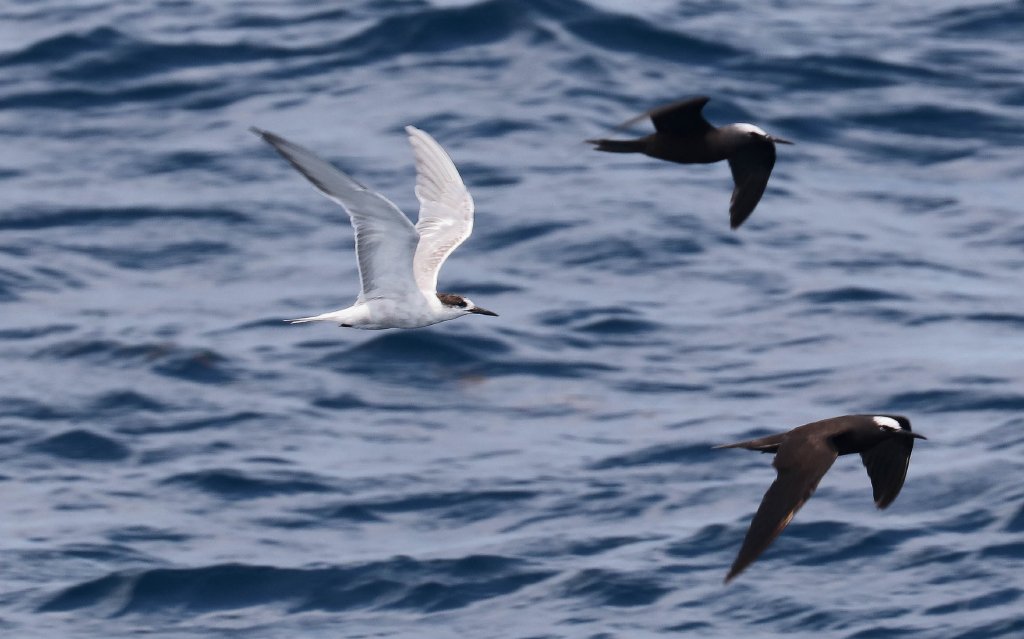 Common Tern & Black Noddies
