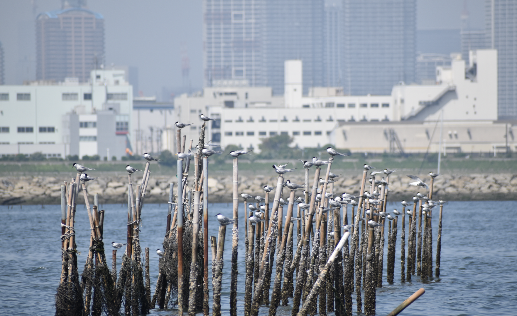 Common Tern ~ Kasai Rinkai Bird Sanctuary