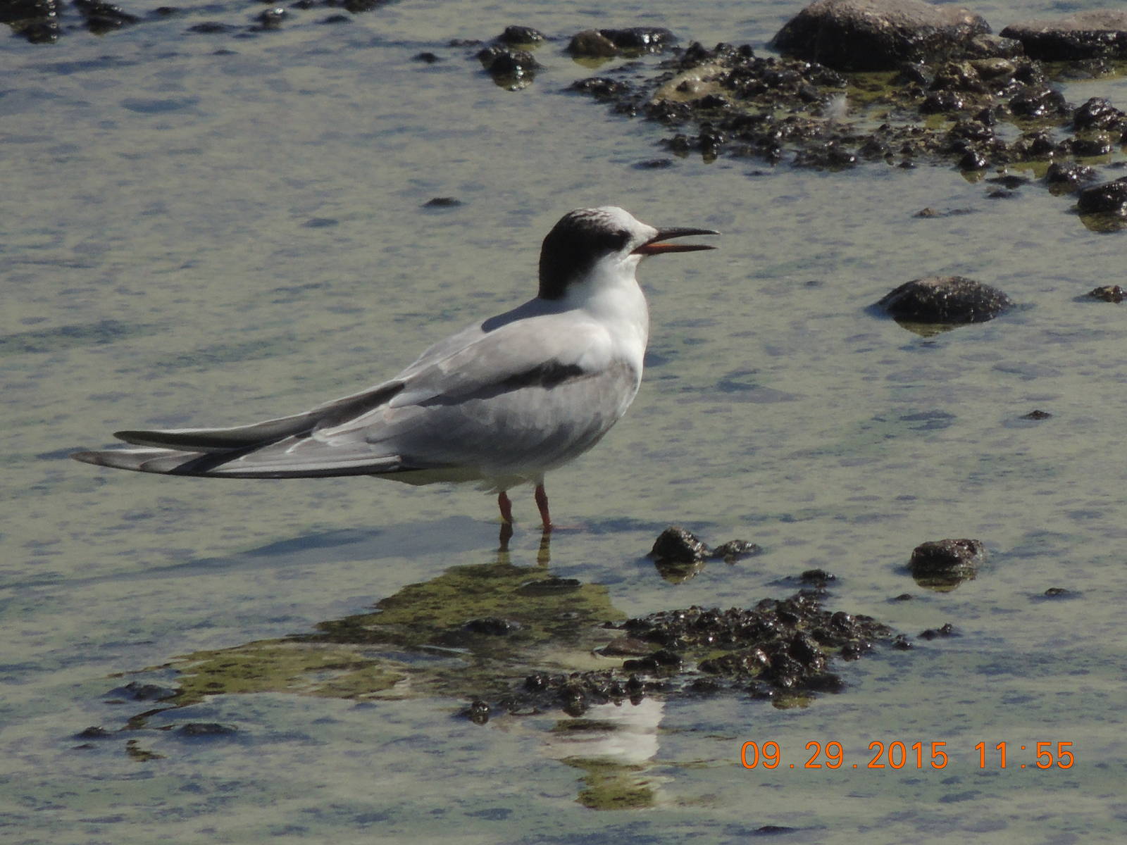 common Tern, nevada