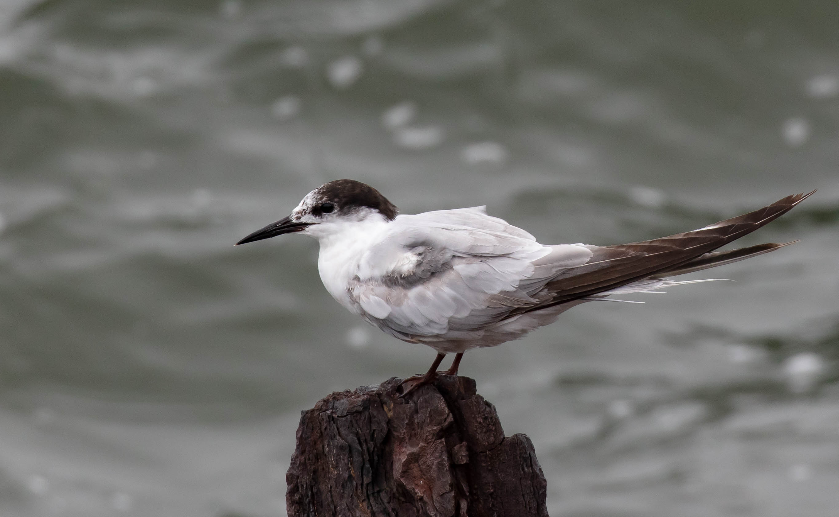 Common Tern non-breeding