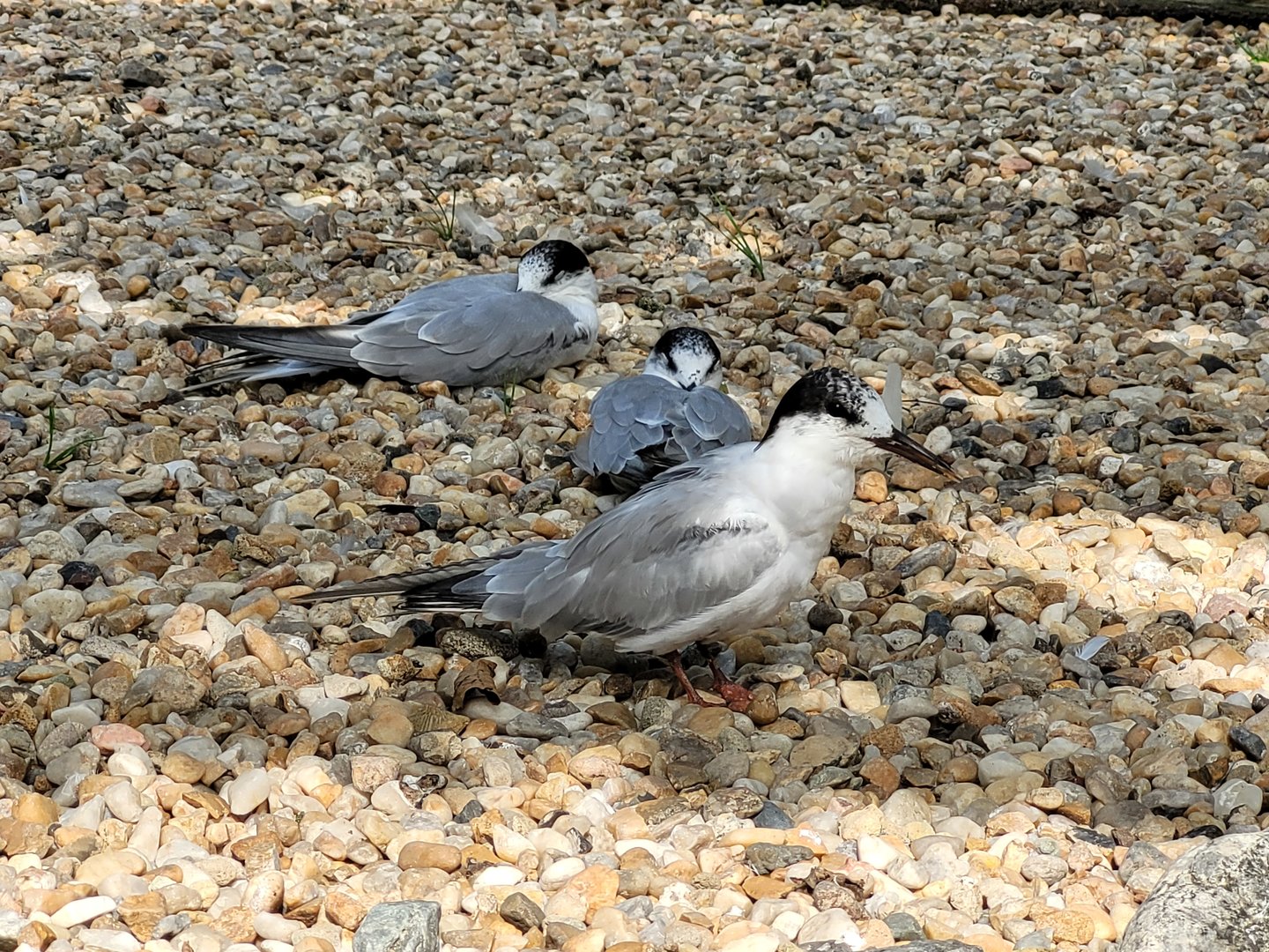 Common tern -Parc Animalier des Pyrénées (2023)