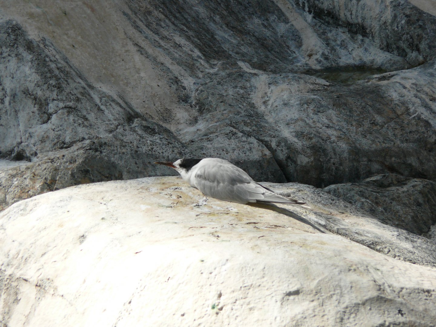 Common tern - reopening 31-08-2020