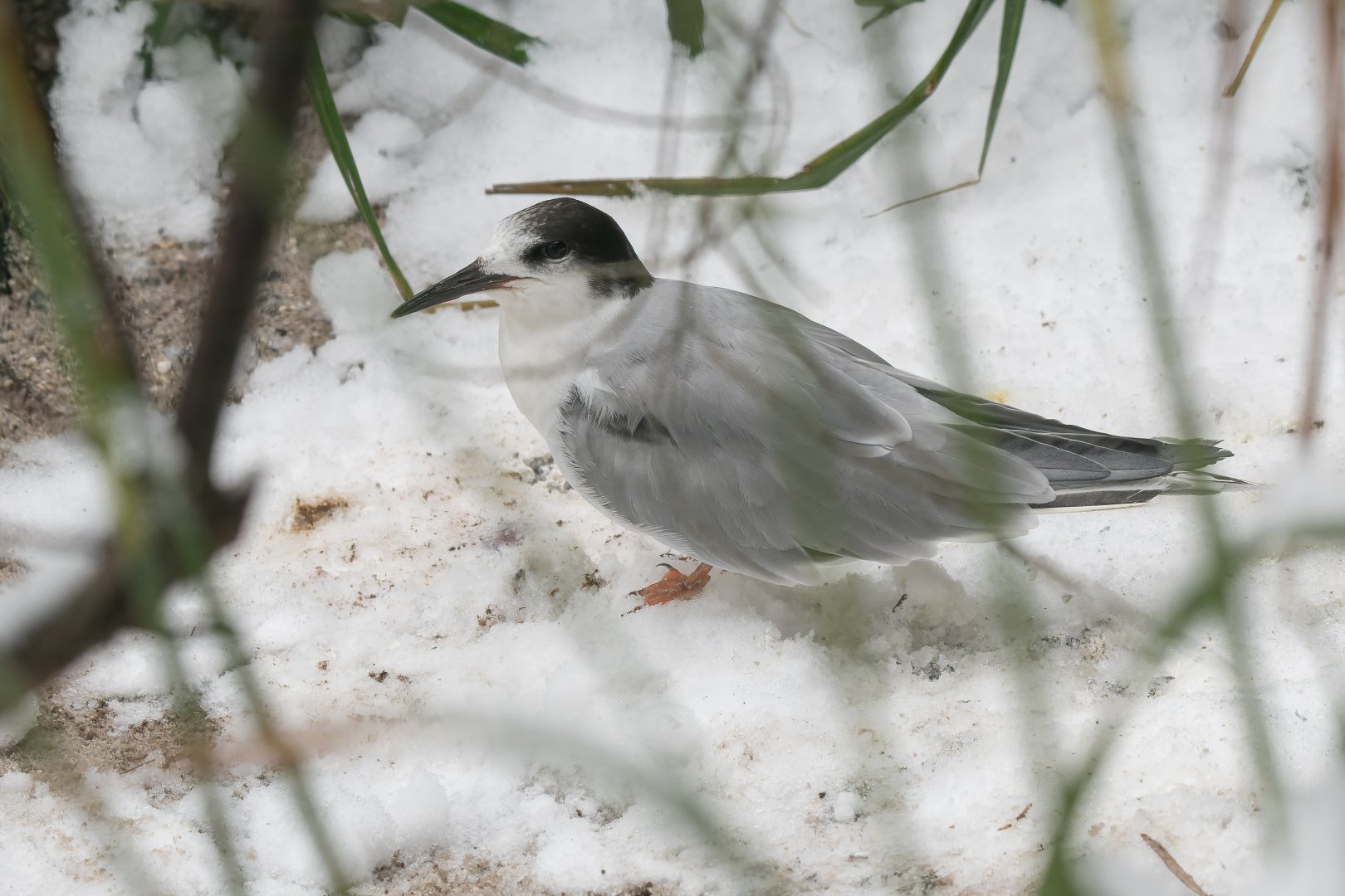 Common tern (Sterna hirundo)? - Zoo Plzeň?