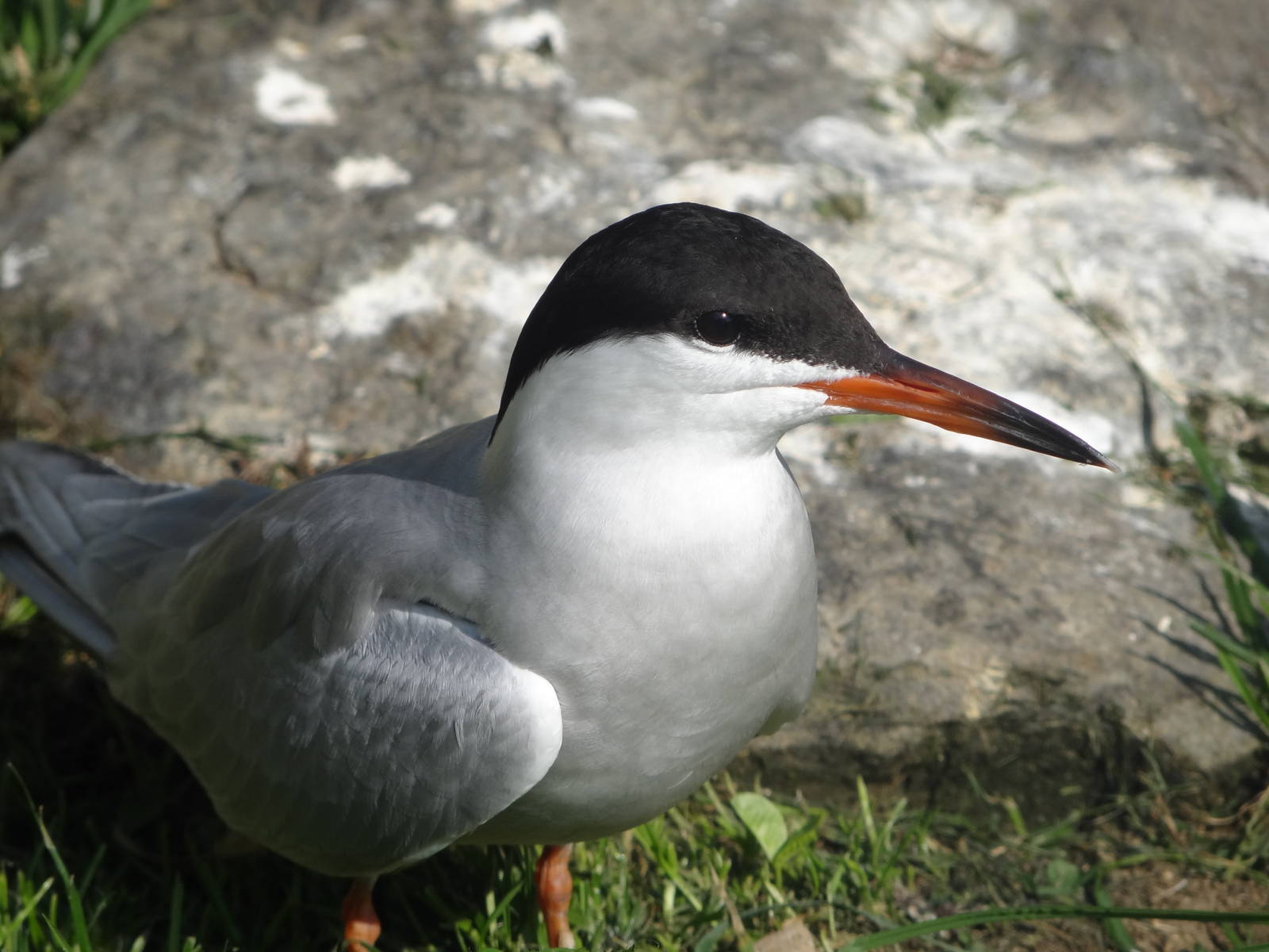 Common tern (Sterna hirundo)